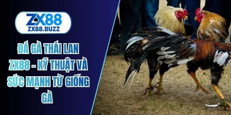 đá gà thái lan